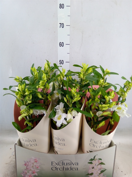 <h4>Dendrobium nob. 'StarCla Apollon'</h4>