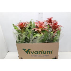 GUZM. FINEST RED P14