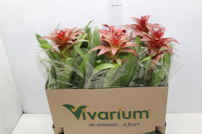 GUZM. FINEST RED P14