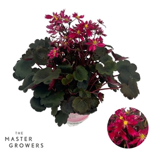 Saxifraga Dancing Pixies 12cm 'Tessy'