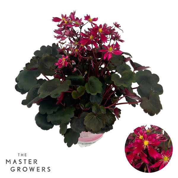 <h4>Saxifraga Dancing Pixies 12cm 'Tessy'</h4>