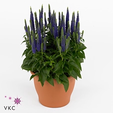 VERO SP ULSTER DW BL