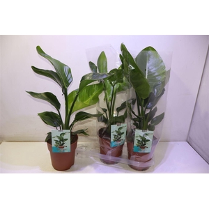 arr8 Strelitzia Nicolai