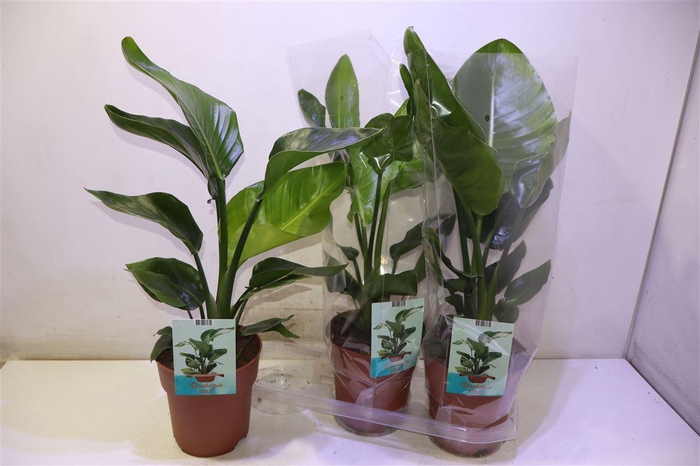 <h4>Strelitzia Nicolai</h4>