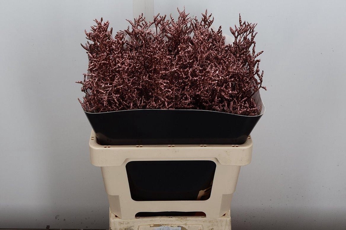 <h4>Limon Wx Koper</h4>