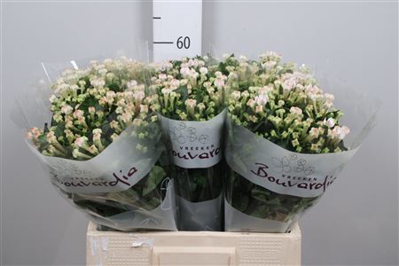 <h4>Bouvardia EN 'Blossom'</h4>