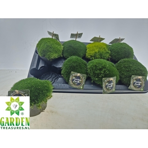 VASTE PLANTEN OV