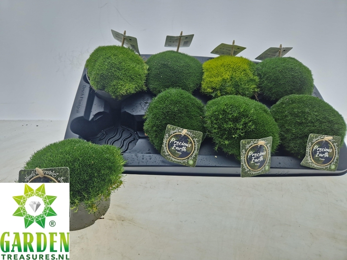<h4>VASTE PLANTEN OV</h4>