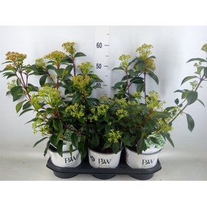 VIBURNUM DAVIDII VIBURNUM DAVIDII '