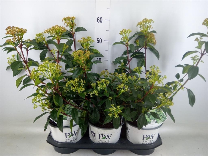 <h4>Viburnum davidii</h4>