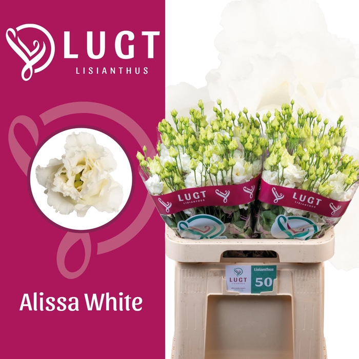 <h4>EUS G ALISSA WHITE</h4>