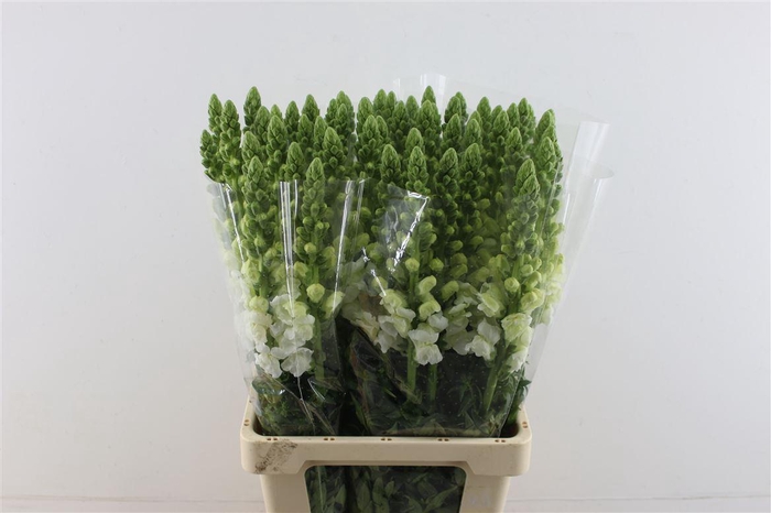 <h4>Antir Potomac White</h4>