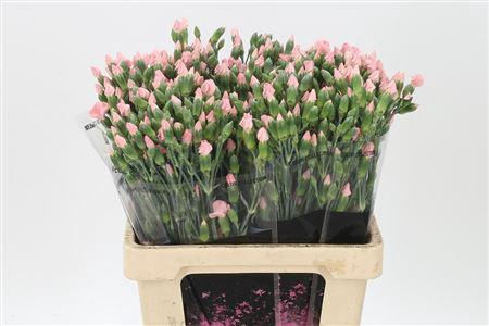 <h4>Di Te Solomio Cas</h4>