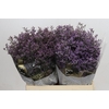 Limonium ov Piuma Sky