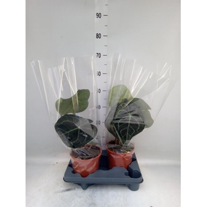 Anthurium clarinervium