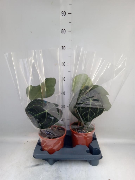 <h4>Anthurium clarinervium</h4>