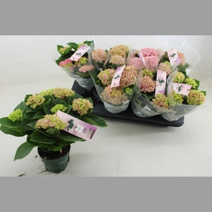 HYDR M MAG REVOLUTIO