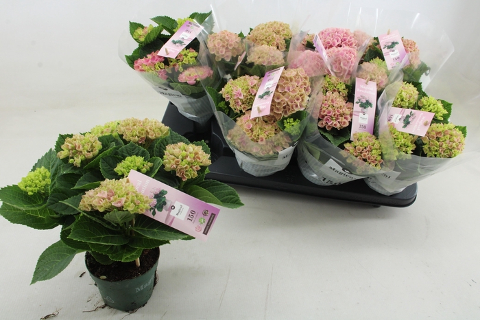 <h4>HYDR M MAG REVOLUTIO</h4>