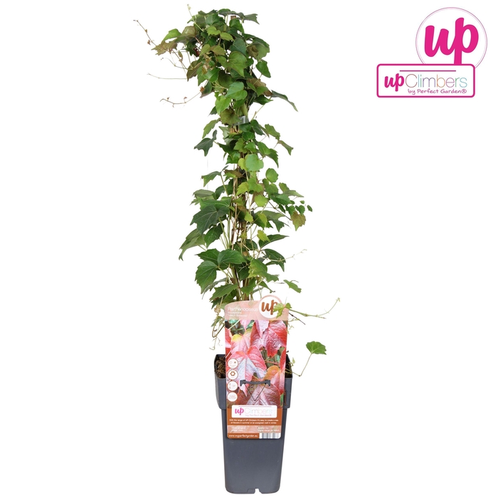 <h4>Parthenocissus q. var. Engelmannii P15</h4>