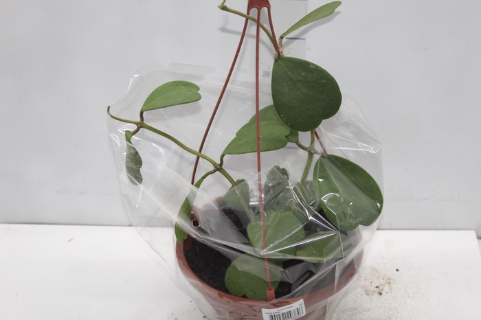 <h4>HOYA KERRII C21</h4>