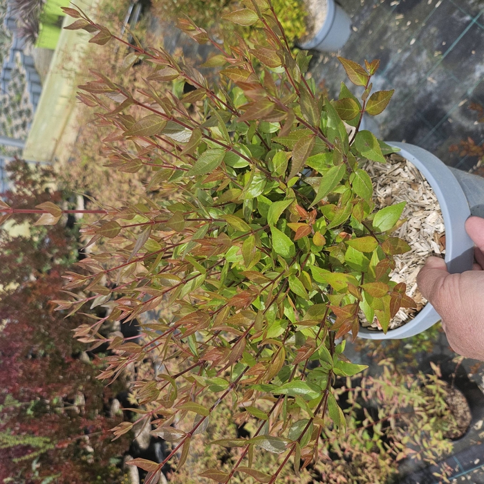 <h4>Abelia overig</h4>