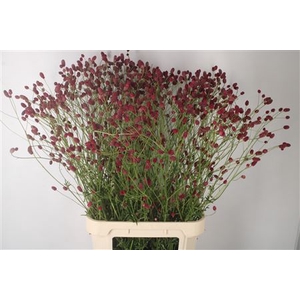 Sanguisorba Arnhem Red