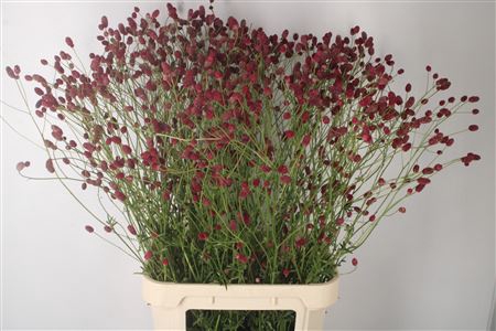 <h4>Sanguisorba Arnhem Red</h4>