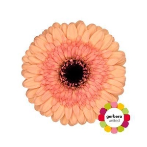 Germini Oreo Diamond per kaart