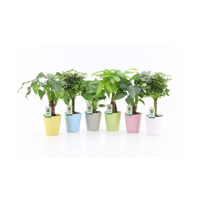 <h4>Jungle Mix in Pastel Keramiek</h4>