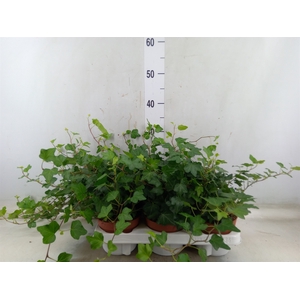 Hedera helix 'Wonder'