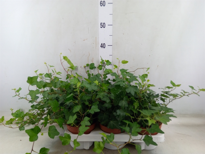 <h4>Hedera helix 'Wonder'</h4>