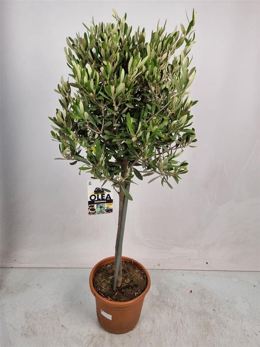 <h4>OLEA EUROPAEA</h4>