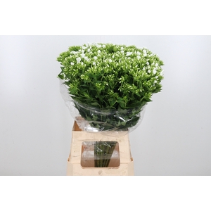 Phlox P Whitecap