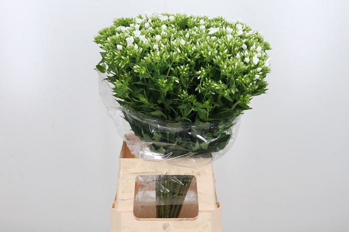 <h4>Phlox P Whitecap</h4>