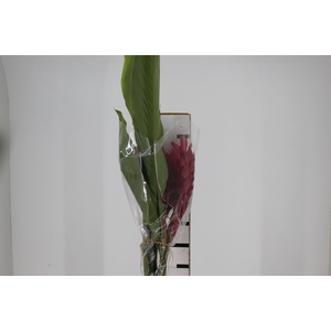ALPINIA PURPURATA VERMELHA