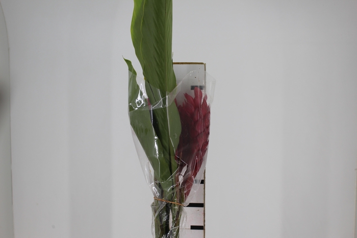 <h4>ALPINIA PURPURATA VERMELHA</h4>