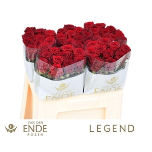 Rosa large red naomi!