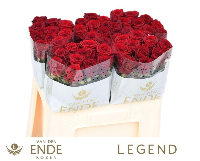 <h4>Rosa large red naomi!</h4>