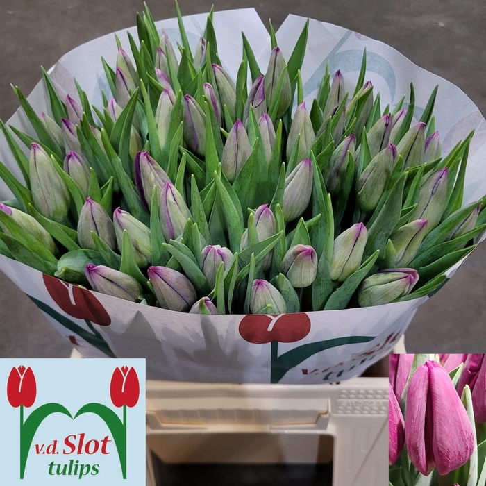 <h4>TU EN PURPLE STONE</h4>