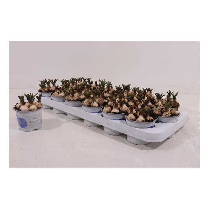 <h4>Muscari Armeniacum 9Ø 12cm</h4>