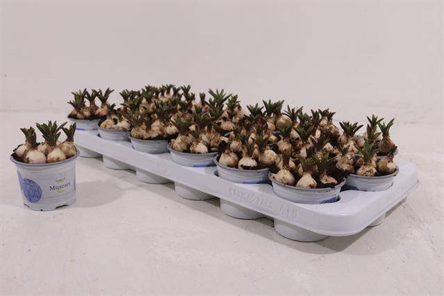 Muscari Armeniacum 9Ø 12cm