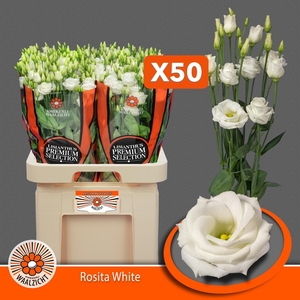 EUS G ROSI  WHITE