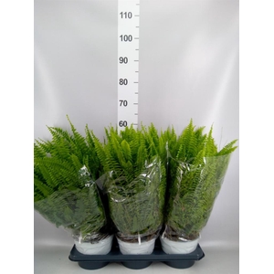 Nephrolepis exal. 'Sonata'
