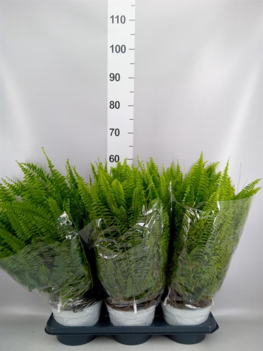 <h4>Nephrolepis exal. 'Sonata'</h4>