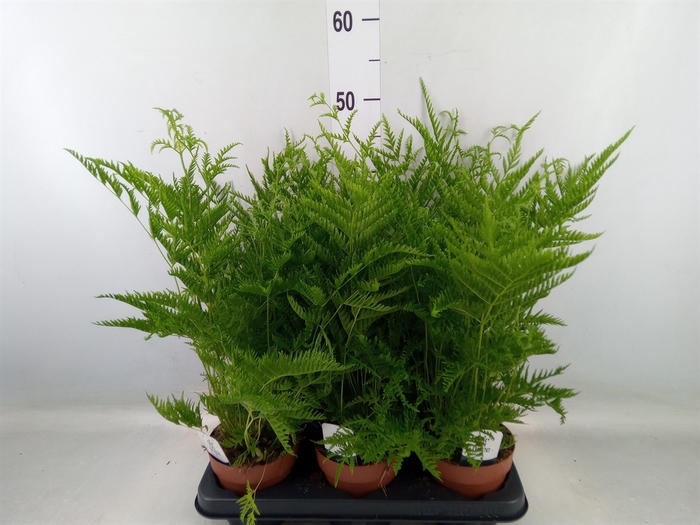 <h4>Pteris straminea</h4>