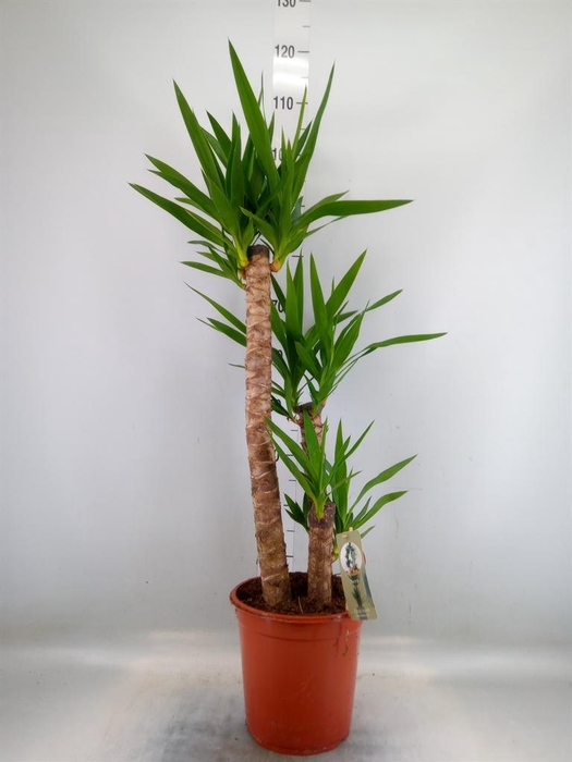 <h4>Yucca   ...</h4>