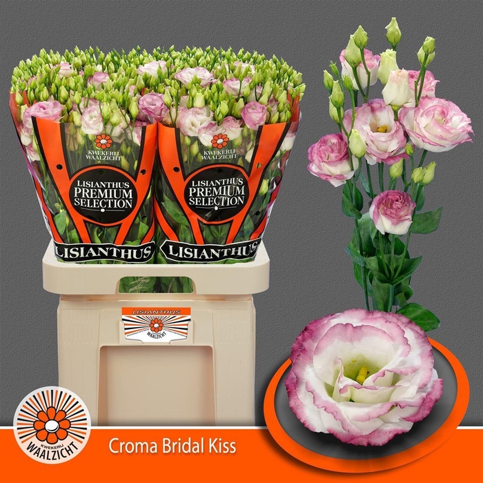 <h4>Eus G Croma Bridal Kiss</h4>
