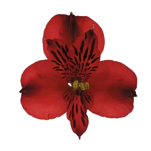 ALSTROEMERIA NATALYA 060 CM