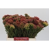 Kaaps Groen Red Brunia
