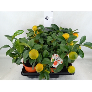 Citrus limetta